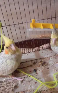 عروس هلندی