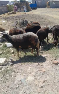 ۶عدد گوسفند جوان قزل و چال