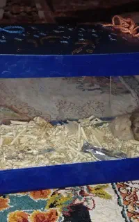 همستر ۳ عدد  با جاش