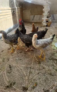 مرغ وخروس محلی