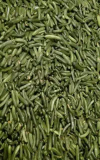 فروش خیار خیارشوری