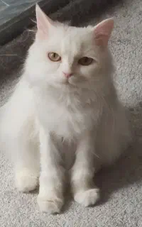 پرشین کت