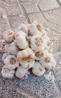 سیر تند