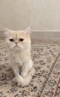 پرشین ماده خانگی