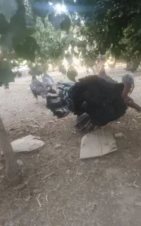 بوقلمون برنز