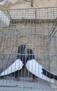 کود کبوتر