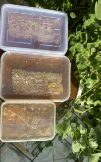 عسل کاملا طبیعی بدون شکر
