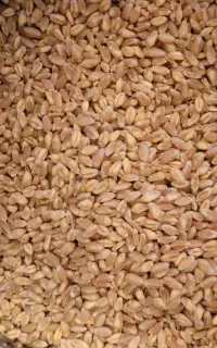گندم پاک‌شده