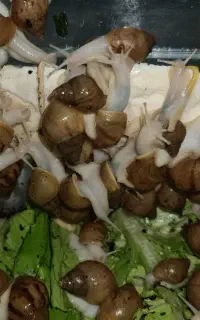 حلزون خانگی (از یک سانت تا ۱۴ سانت)