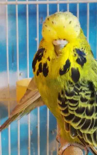 مرغ عشق انگلیسی گرید بالا