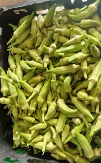 بامیه