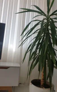 گل با گلدان