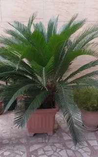 سیکاس ۱۷ ساله با ۴ پاجوش