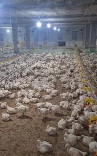 کارگر مرغداری