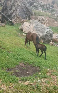 اسب