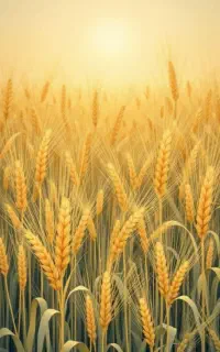 سرکارگرکشاورزی خانم حسینی