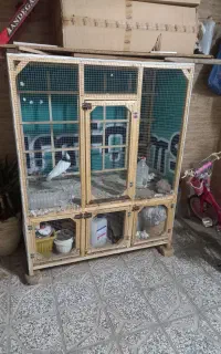 قفس وکبوتر