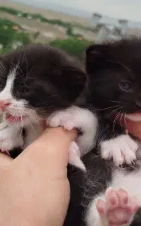 بچه گربه