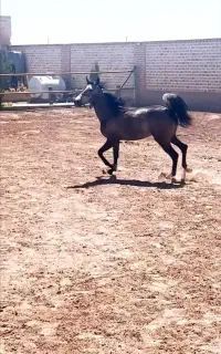 ( فروش فوری اسب  )