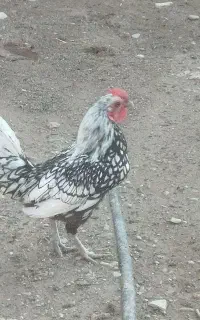 خروس خوش رنگ‌