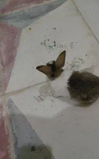 خرگوش