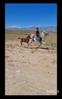 اسب