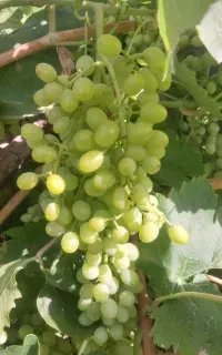خریدار انگور