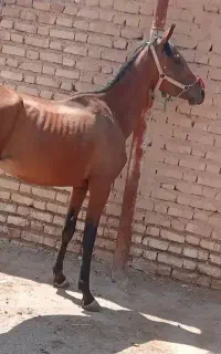 مادیان