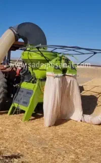 کاه گندم کردستان