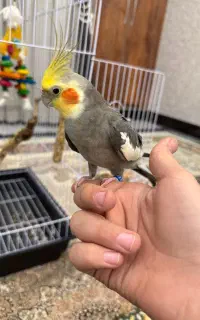 گمشده