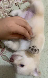 سگ پامر