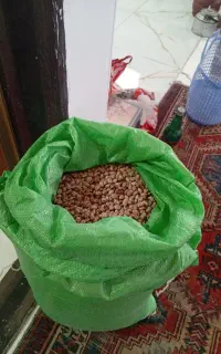 لوبیا