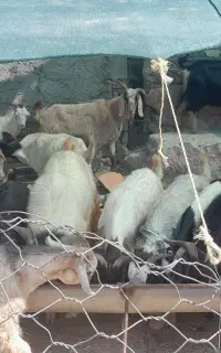 بز داشتی جوان ابستن