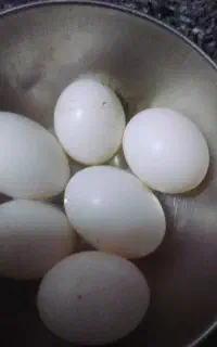 تخم کبوتر طوقی