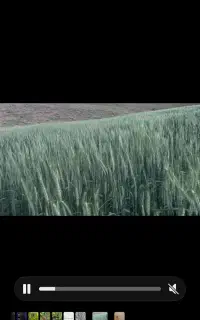 گندم دیم بذری رقم هشترود