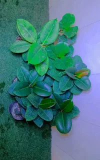 کاکتوس گل آپارتمانی فیکوس گلدان 14