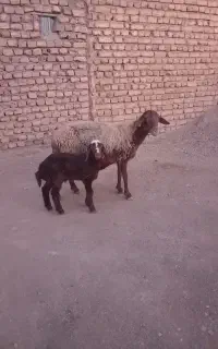 میش زاییده، میش آبستن و بره قوچی