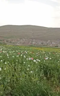 سرکارگری