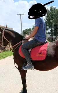 اسب ماده عرب