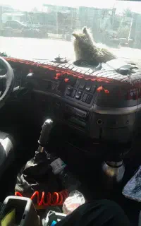 FH460سال 81