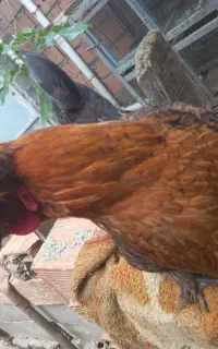 مرغ محلی کرچ شو