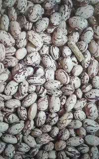 لوبیا‌چیتی