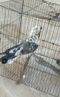 کبوتر