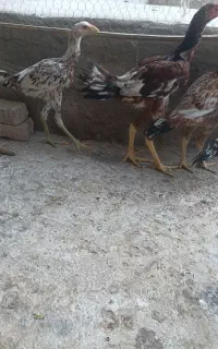 مرغ وخروس ترک.دونه ای3میلیون.