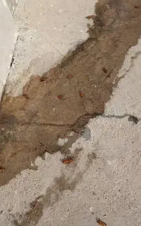 سمپاشی سم پاشی سوسک ریز کابینی آلمانی فاضلابی کنه