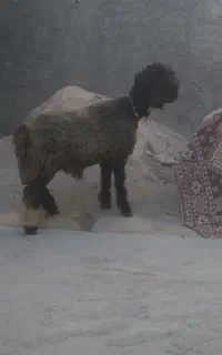 بره قوچی