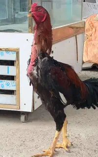لاری درجه یک شجره دار