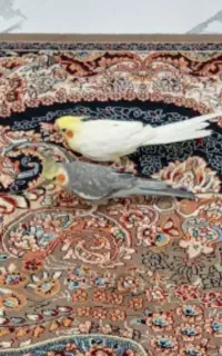 دو عدد عروس هلندی نر وسخنگو همراه با قفس ولوازم