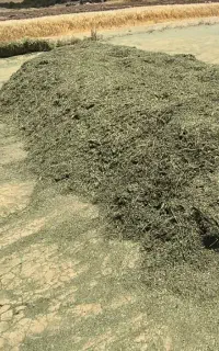 یونجه