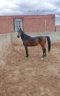 اسب